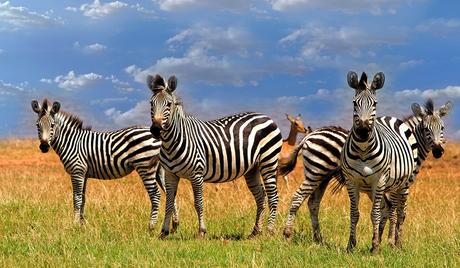 Los 8 lugares más bellos para visitar en Zimbabwe Deslumbrantes cebras (Equus quagga), ubicadas en las exuberantes llanuras verdes junto al lago Kariba, en el Parque Nacional Matusadona Zimbabwe