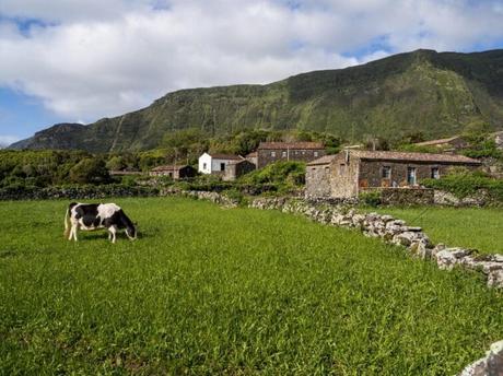 Vaca en una pradera en el pueblo de Aldeia da Cuada en Flores