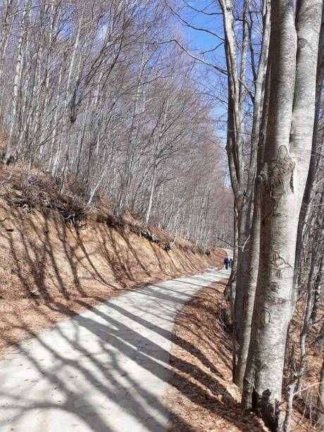 Arcturus: Navidad con osos pardos Arcturus: Navidad con osos pardos