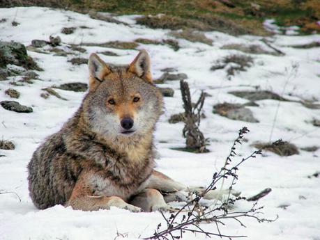 Arcturus: Navidad con osos pardos Arcturus: Navidad con osos pardos