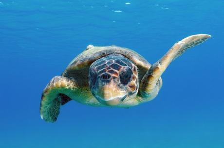 Descubre Caretta caretta, actividad para hacer en las Islas Jónicas