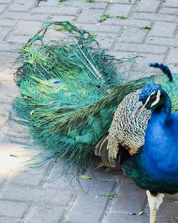 Un día de Primavera en modo verde: Ecoparque y Jardín Botánico de Buenos Aires Un día de Primavera en modo verde: Ecoparque y Jardín Botánico de Buenos Aires