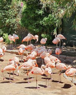 Un día de Primavera en modo verde: Ecoparque y Jardín Botánico de Buenos Aires Un día de Primavera en modo verde: Ecoparque y Jardín Botánico de Buenos Aires