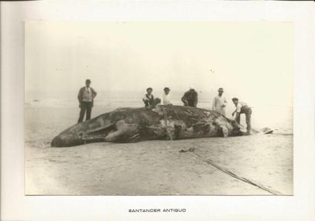 Cachalote varado en la segunda playa de El Sardinero (1893)