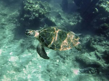 Las 11 cosas que hay que hacer en los Cayos de Florida tortuga