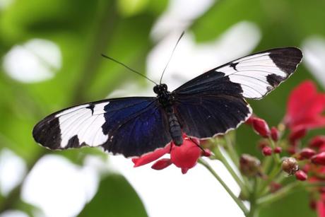 Las 11 cosas que hay que hacer en los Cayos de Florida Conservatorio de Mariposas y Naturaleza de Key West