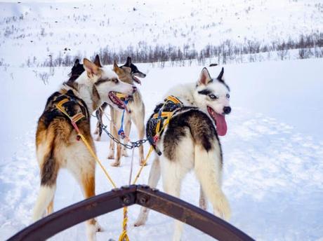 Montar en trineo tirado por perros, Tromsø