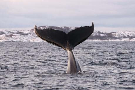 ballena de tromsø