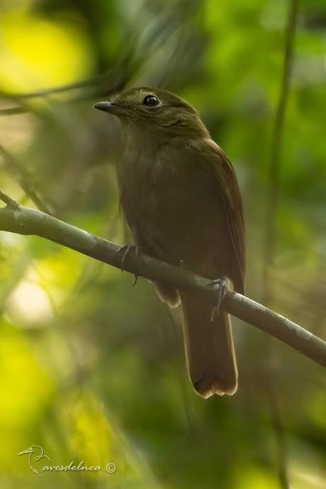 Bailarín oliváceo (Greenish Schiffornis) Shiffornis virescens