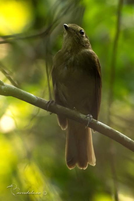 Bailarín oliváceo (Greenish Schiffornis) Shiffornis virescens