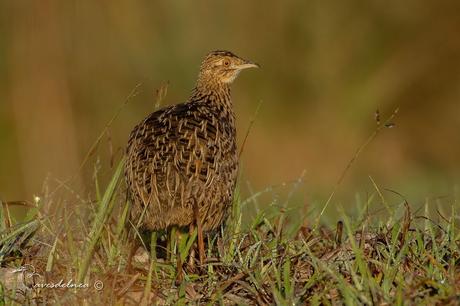 Inambú común (Spotted Nothura) Nothura maculosa