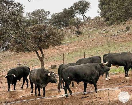 Comarca del Condado: Olivos, Toros y Patrimonio