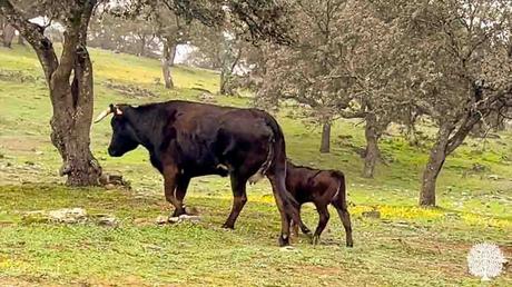 Comarca del Condado: Olivos, Toros y Patrimonio