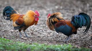 De la bochornosa pelea de gallos española