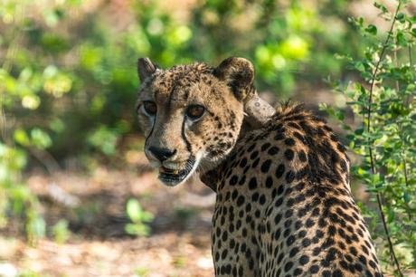 Parque Nacional Majete, Malawi.
