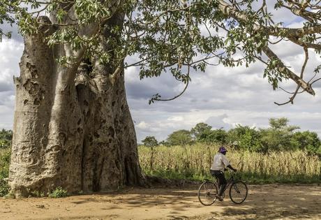Baobab Malawi likoma