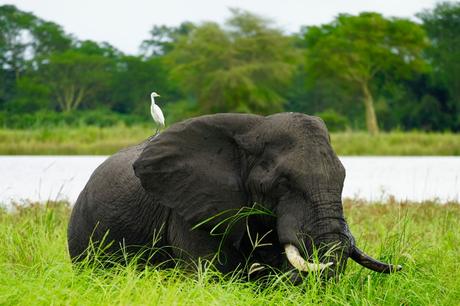 Elefantes del Parque Nacional del Lago Malawi, Malawi.
