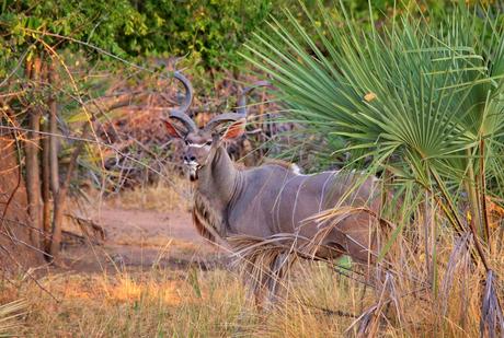 Antílope kudu en el Parque Nacional Liwonde.  Malaui
