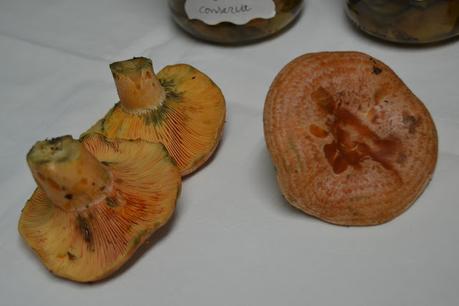 Conserva de rovellons (niscalos)