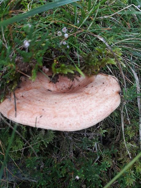 Conserva de rovellons (niscalos) Conserva de rovellons (niscalos)