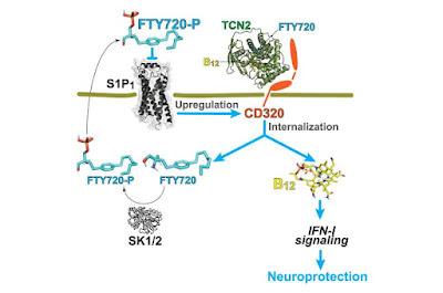 Identifican un vínculo entre la vitamina B12 y la esclerosis múltiple
