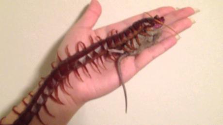 Scolopendra - Cero (2015)
