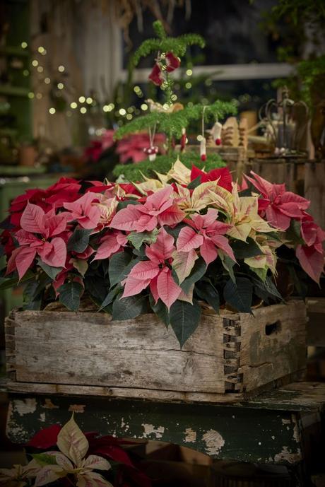 Poinsettia’s Killer.