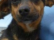 ANIE, perrita menos adopición (Murcia)