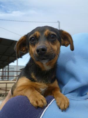 ANIE, perrita de menos de 5 kg en adopición (Murcia)