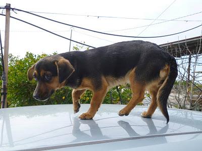 ANIE, perrita de menos de 5 kg en adopición (Murcia)