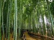 Bambu Japones