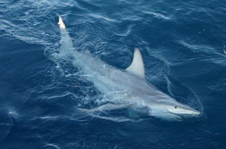 Encuentran en Australia los primeros tiburones híbridos