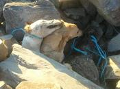 Ellos maltratan, AHORCAN galgos..!!