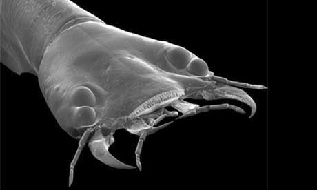 Los bifocales del escarabajo