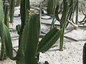 Determinación Fuerza Voluntad, Chinmoy