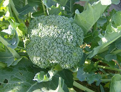 EL BROCOLI, UN SUPER ALIMENTO