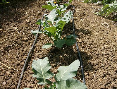 EL BROCOLI, UN SUPER ALIMENTO