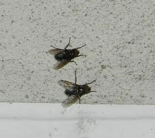 Las moscas forenses