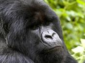 Asombroso encuentro grupo gorilas salvajes (vídeo)