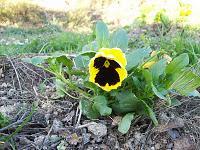 Consejos de Enero para el jardín (hemisferio norte)