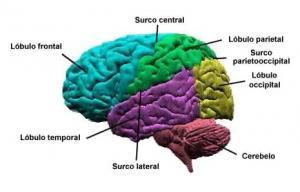 lobulos3 Zombi: Una Aproximación Científica