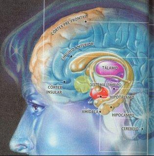 Sistema Límbico