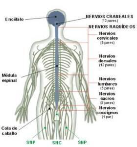 Zombi: Una Aproximación Científica