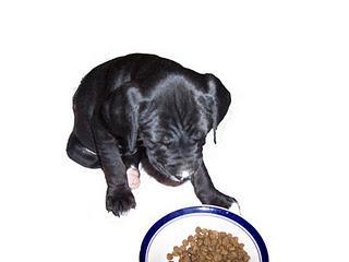 A la hora de escoger un pienso para nuestro perro A la hora de escoger un pienso para nuestro perro