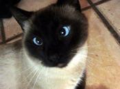 Travis precioso gatito calle (Murcia)‏