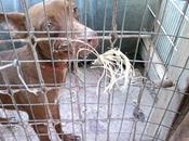 Urgente ayuda dios, noticias asentamiento sevilla.