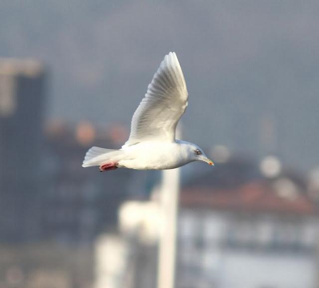 GAVIOTA POLAR O GROENLANDESA ADULTA-LARUS GLAUCOIDES