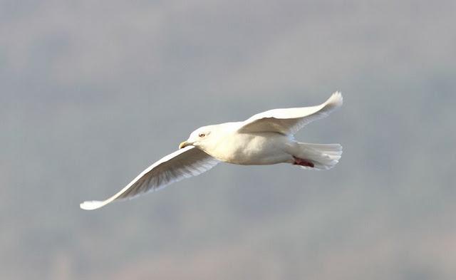 GAVIOTA POLAR O GROENLANDESA ADULTA-LARUS GLAUCOIDES