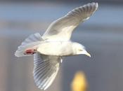 Gaviota polar groenlandesa adulta-larus glaucoides