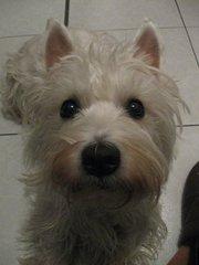 Perros: 31000 años de evolución